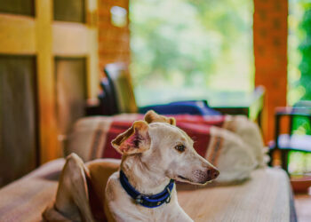 Boutique Homestay | Kanha, Madhya Pradesh