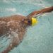 Listen: Black Swimmers Make Waves Overcoming Fear and Old Perceptions