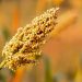 Jowar (Sorghum) – Benefits, Nutrition Value, & Recipes