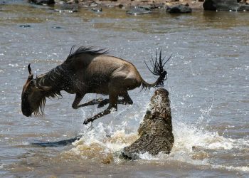 Maasai Mara Joins the World Book of Records, UK for Greatest Wildlife Migration