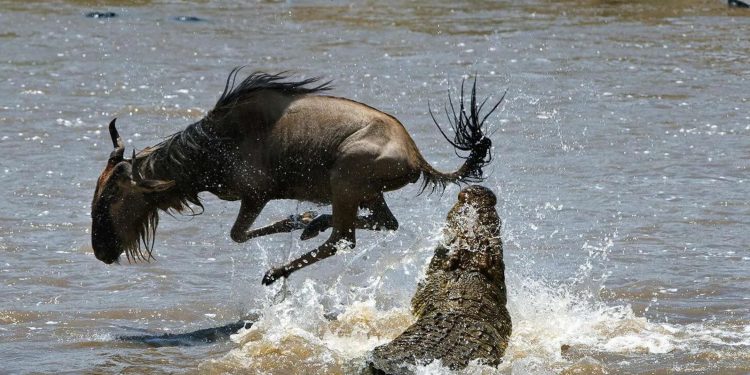 Maasai Mara Joins the World Book of Records, UK for Greatest Wildlife Migration