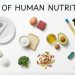 ALL OF NUTRITION SCIENCE in 13 Minutes (No BS)