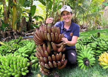 Colhendo bananas diferentes, e preparando receitas saudáveis