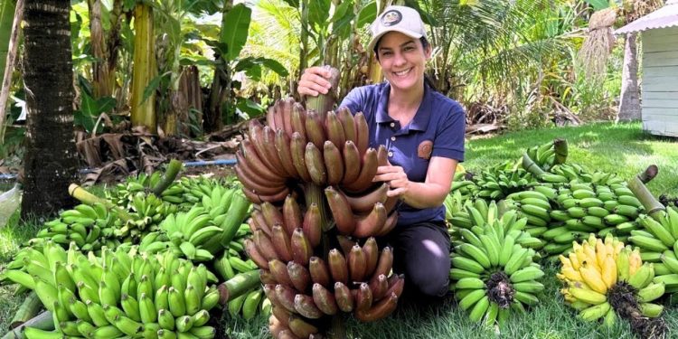 Colhendo bananas diferentes, e preparando receitas saudáveis