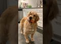 My dog’s weight loss journey