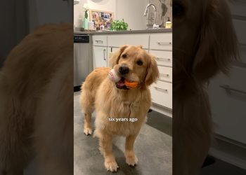 My dog’s weight loss journey