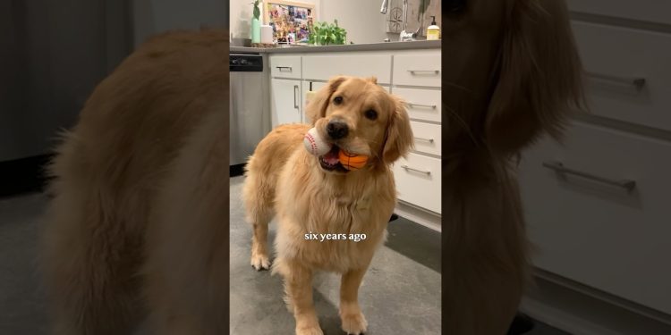 My dog’s weight loss journey