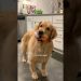 My dog’s weight loss journey