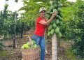 Nova cultura do sítio que deu certo, os pés de mamão explodiram de frutas