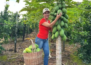 Nova cultura do sítio que deu certo, os pés de mamão explodiram de frutas