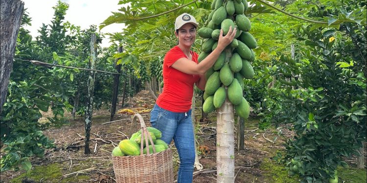 Nova cultura do sítio que deu certo, os pés de mamão explodiram de frutas