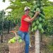 Nova cultura do sítio que deu certo, os pés de mamão explodiram de frutas