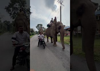 Tarzan life style 😅🌿🐘💚 #assam #elephant #highlights #nature #viralshort #kaziranga #minivlog