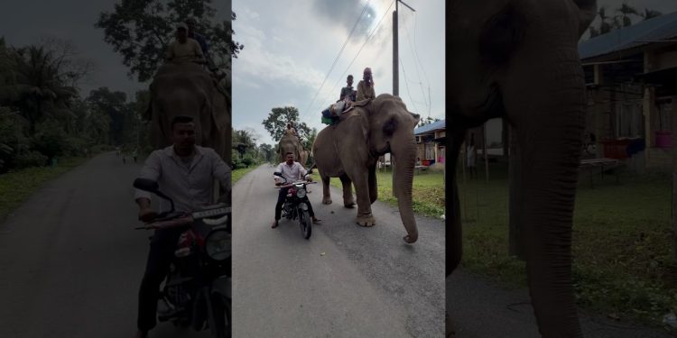 Tarzan life style 😅🌿🐘💚 #assam #elephant #highlights #nature #viralshort #kaziranga #minivlog