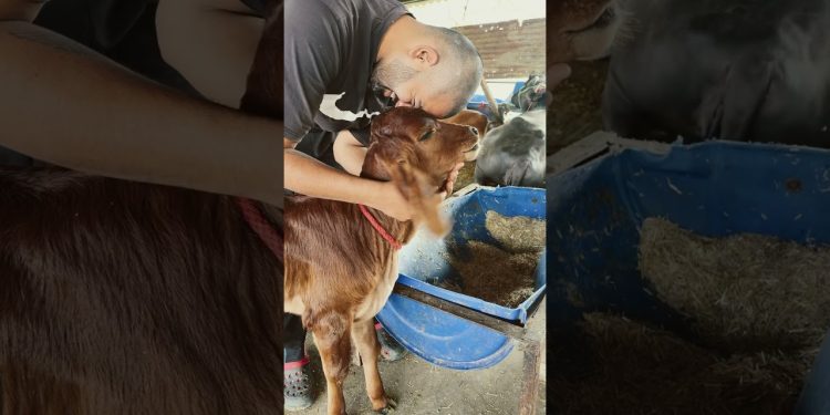 Love 🐮 #cow #dailyvlog #life #farming #lifestyle #short #ytshorts