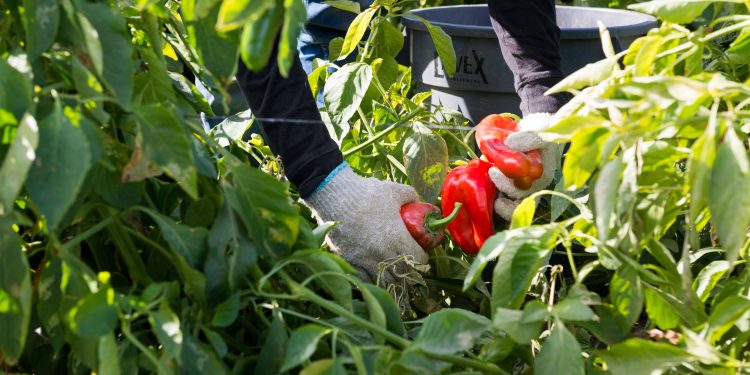 They Harvest the Nation’s Food, but a New Rule May Strip Them of Health Insurance